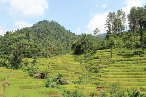 Small hut in the rice fields Foto stock