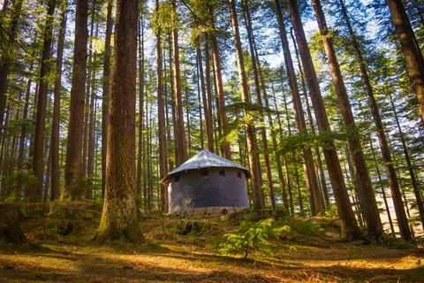 A small hut surrounded by a huge pine forest Stock Photos