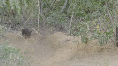 Small Hyena Cub Explores Around Its Den in South Africa Stock Footage 277609503