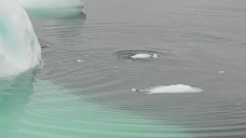 Small Ice Fragments Surfacing in Arctic Water, Greenland Stock Footage 345657062