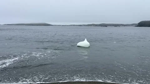 Small icebergs or glacial ice piece washing ashore on a beach Newfoundland Stockbeeldmateriaal 343008582