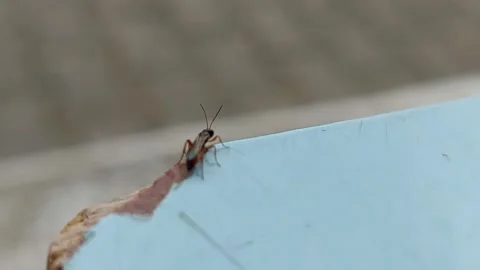 Small ichneumon wasp or insect resting on the edge of a table Stock Footage 336945720