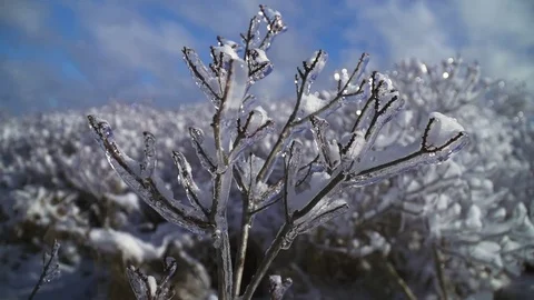 Small Icy Bush with Snow and Ice Stock Footage