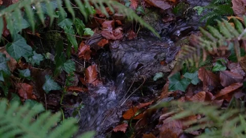 Small idyllic stream creek of running water with brown leaves and green Stock Footage 231493955