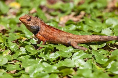 Small iguana on green grass Stock Photos