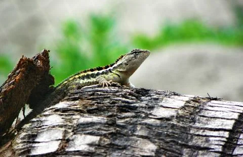 Small iguana on the old log Stock Photos