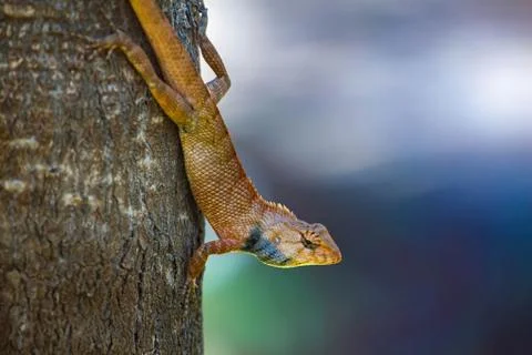 Small iguana on the tree bark. Stock Photos
