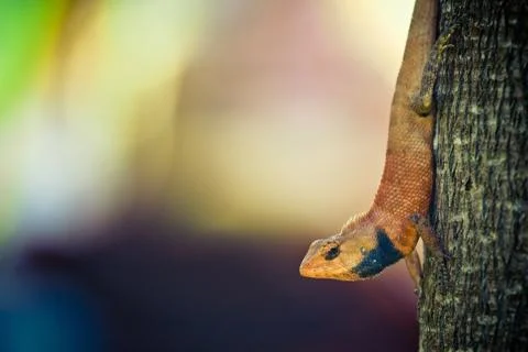 Small iguana on the tree bark Stock Photos