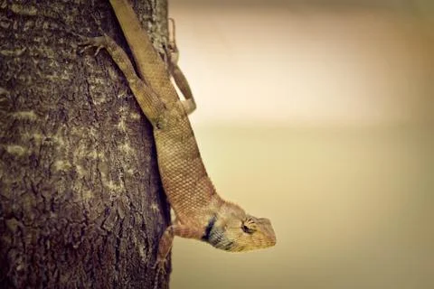 Small iguana on the tree bark Stock Photos