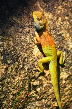 Small iguana on the tree bark Stock Photos
