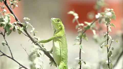 Small iguana on a tree branch Stock Footage 253614178