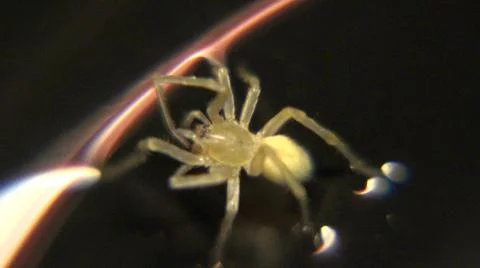 Small Image Of Spider Next To What Looks Like Hair Follicle Stock Photos