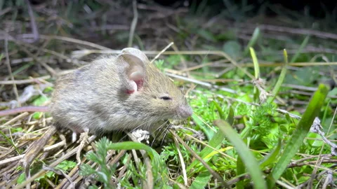 Small immobile field mouse, illuminated at night. Stock Footage 165759317