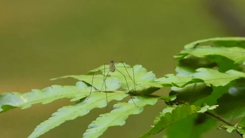 Small incest in leaf UHD Mp4 4k . Видео 136644888