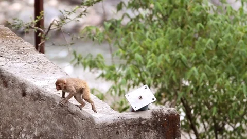 Small Indian monkey eating foraging on a mountain 스톡 동영상 102535532