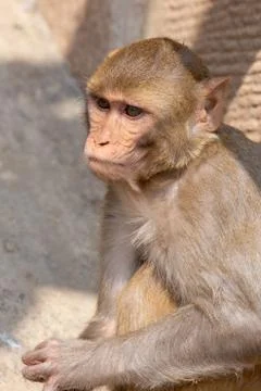Small Indian monkey Stock Photos