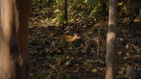 Small Indian Muntjac barking deer foraging in sunlit Jim Corbett national park Stock Footage 331687603