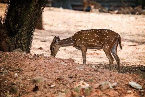 Small indian spotted deer eats food from dry ground in zoo 写真素材