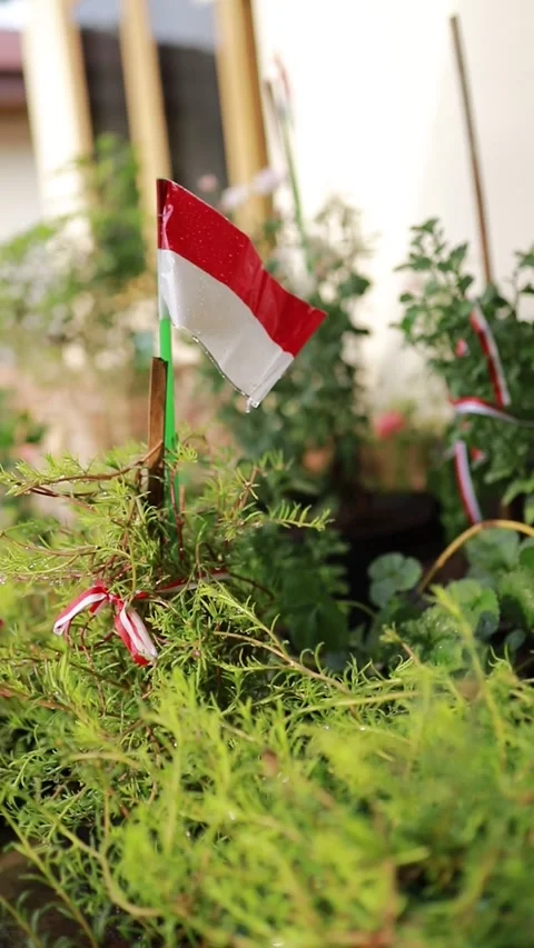Small Indonesian flag on a stick placed inside a green potted plant in garden. Stock Footage 346013526