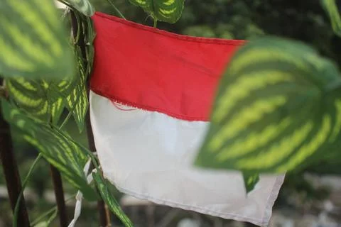 A small Indonesian flag stretched between sprigs of leaves Stock Photos