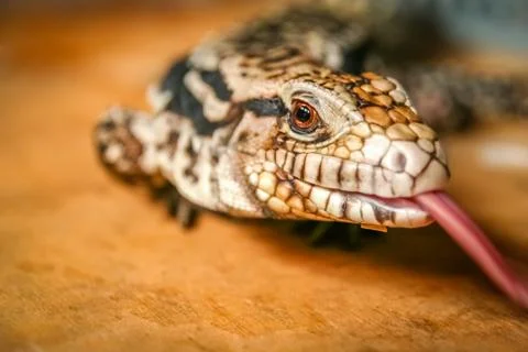 Small indonesian lizard Stock Photos