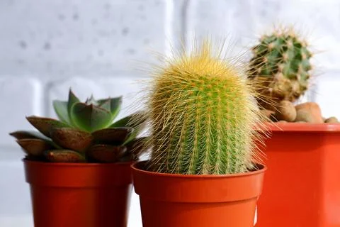 Small indoor cacti Stock Photos