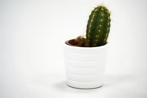 Small Indoor Cactus on White Background Stock Photos