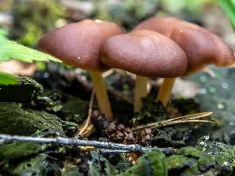 Small inedible mushrooms like umbrellas in the forest in an old stump, macro Stock Photos