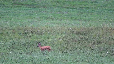 Small injured deer walking, stagger on grass pasture. Wildlife animal, Czech  Vidéo 210856543
