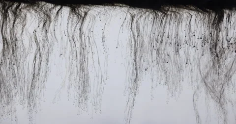 Small Ink Particles In Water Stock Footage 170859155
