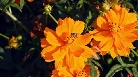 A small insect actively gathers pollen from vibrant orange cosmos flowers, .. Stock Footage 341354680