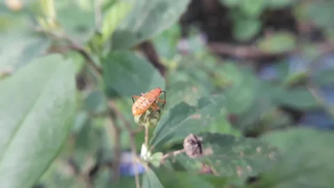 Small insect activity in the green leaves Stock Footage 221845027