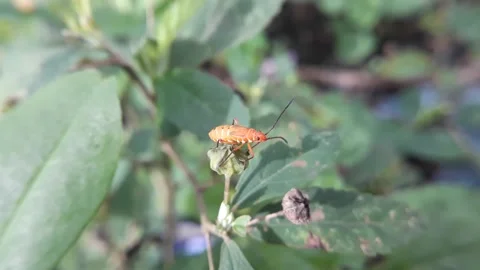 Small insect activity in the green leaves Stock Footage 221845257