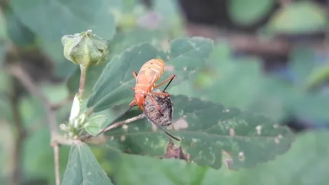 Small insect activity in the green leaves Stock Footage 221845358