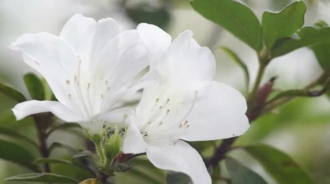 Small insect and white Azalea Stock Footage 58400571