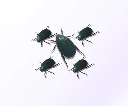 Small insect animal Stock Photos