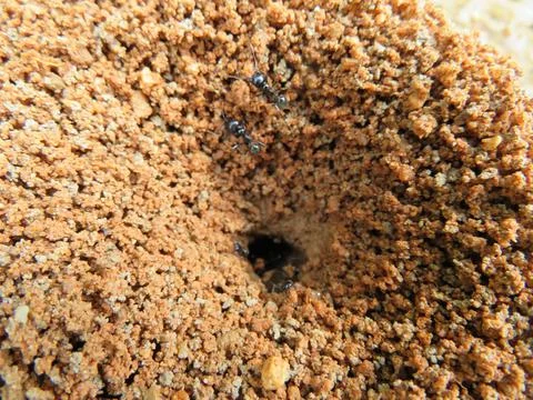 Small insect ant black workers animals many Stock Photos