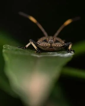 Small insect on a bright green leaf against a dark background Foto stock