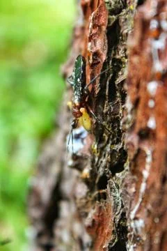 Small insect on brown bark Stock Photos