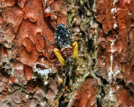 Small insect on brown bark Stock Photos