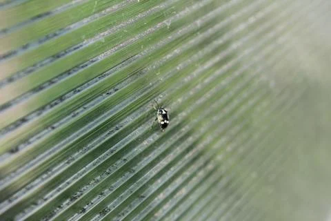 A small insect bug on the plastic glass. summer Stock Photos