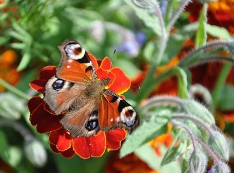 Small insect , butterfly Stock Photos