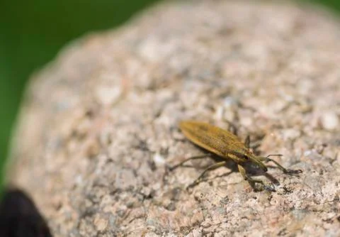 A small insect is caught on a stone. Stock Photos