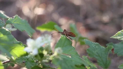 Small insect (close up) Stock Footage 12013879