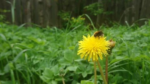 A small insect collects nectar from a yellow dandelion that sways in the wind. Stock Footage 108802851