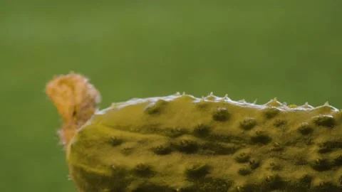 Small insect crawling on a cucumber Stock Footage 137643919