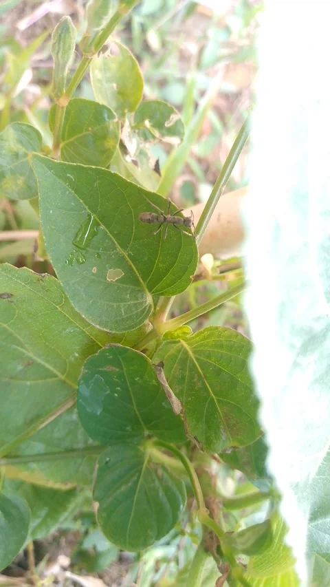 Small insect Crawling on green leaf with water droplets macro nature wildlife 4k Stock-Footage 341749416