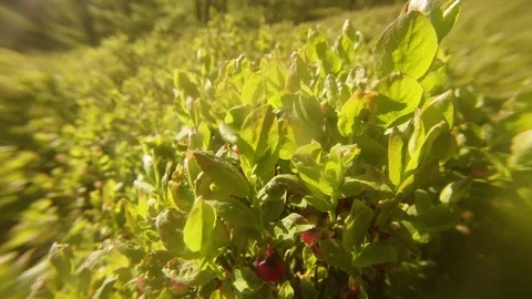 Small Insect Crawling Over Leaves of Young Plants Stock Footage 76458511