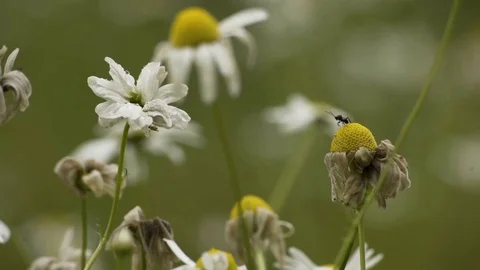 Small Insect On a Dead Flower Macro 4K Stockbeeldmateriaal 85260889