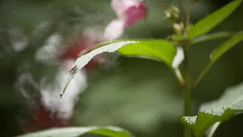 Small Insect On Edge Of Leaf Macro 4K  Stockbeeldmateriaal 85260669